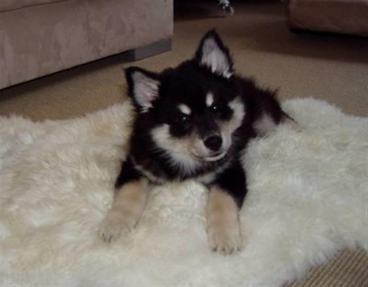 Finsk lapphund | Finda Davin Topper «3 - Topper<3 billede 8