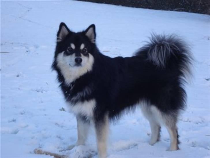 Finsk lapphund | Finda Davin Topper «3 - Topper i sneen8D billede 9