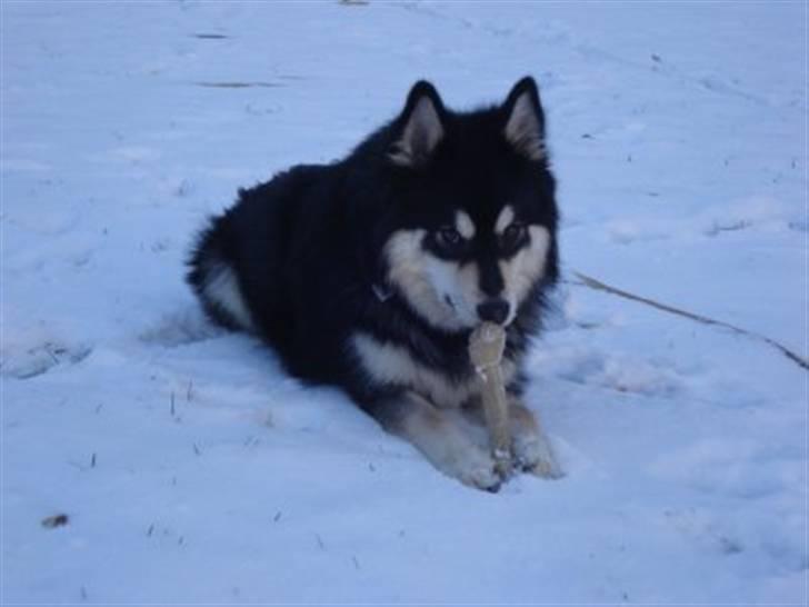 Finsk lapphund | Finda Davin Topper «3 - Mit nye kødben(: billede 10