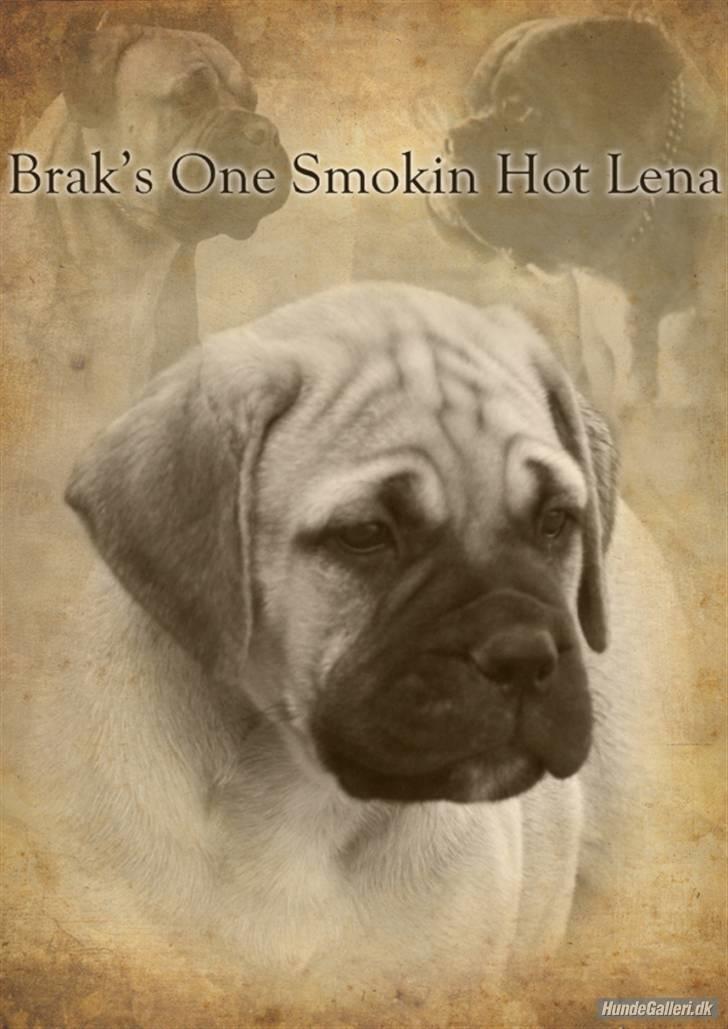 Bullmastiff Brak's One Smokin' Hot Le billede 1