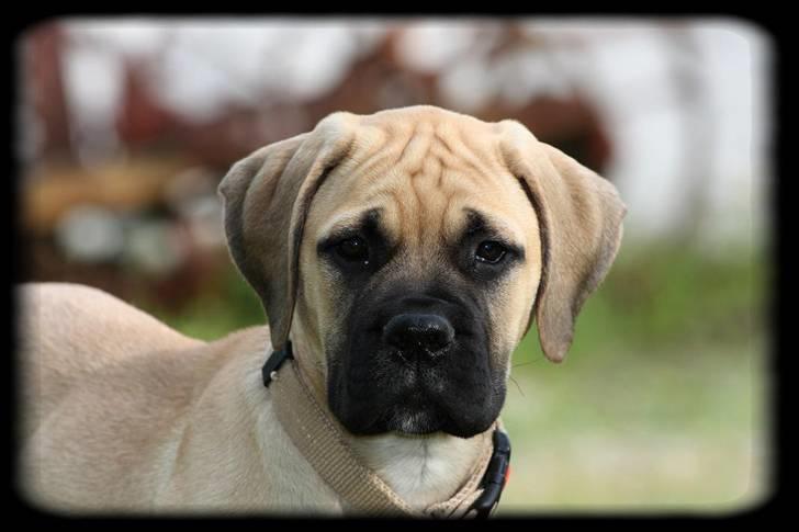 Bullmastiff Brak's One Smokin' Hot Le - miss lækkermås billede 2