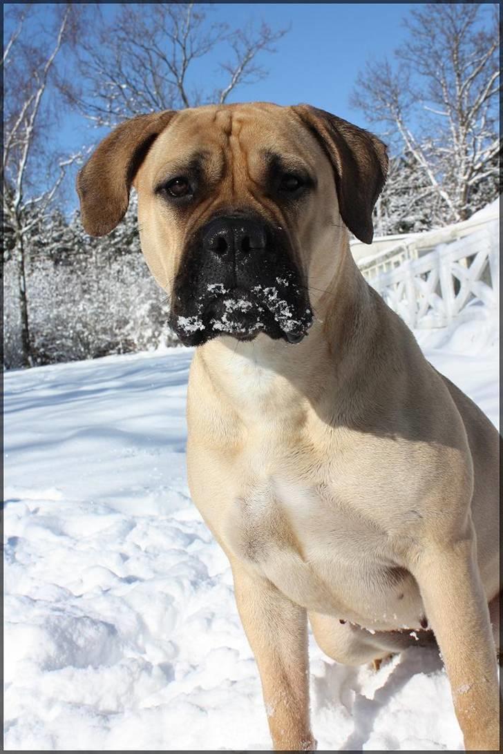 Bullmastiff Brak's One Smokin' Hot Le - Dolle i sneen marts 2010 billede 4