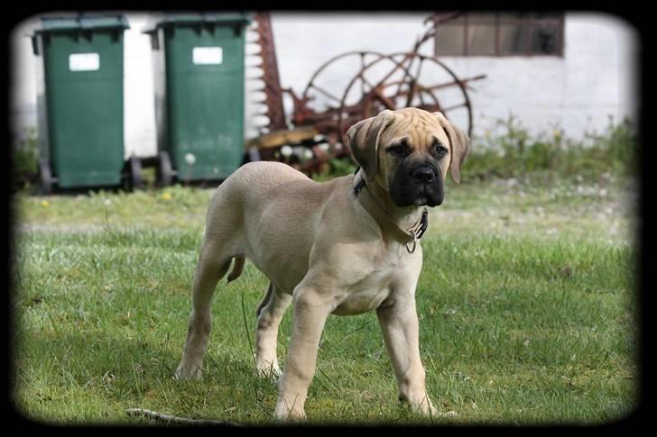 Bullmastiff Brak's One Smokin' Hot Le - mums de siger jeg er lækker, og jeg ved det jo godt selv.... billede 5