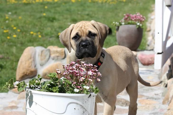 Bullmastiff Brak's One Smokin' Hot Le - flower child...... billede 7
