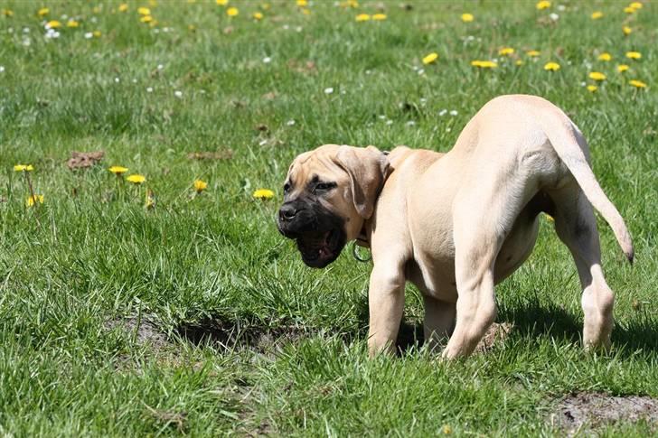 Bullmastiff Brak's One Smokin' Hot Le - Altså chatrine, alt jeg høre er bare jap jap jap jap!!!!!!!!!! billede 8