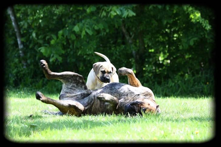 Bullmastiff Brak's One Smokin' Hot Le - nu skal du rigtig nok få klø din store bamse..... billede 9