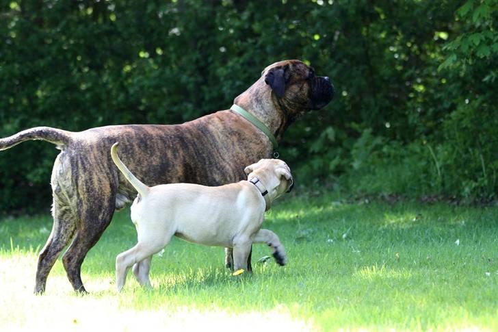 Bullmastiff Brak's One Smokin' Hot Le - står vi så vagt nu???? ih altså hvor er du bare sej.... billede 10
