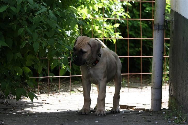 Bullmastiff Brak's One Smokin' Hot Le - man skal huske at stoppe op og snuse til verden ind i mellem :) billede 11