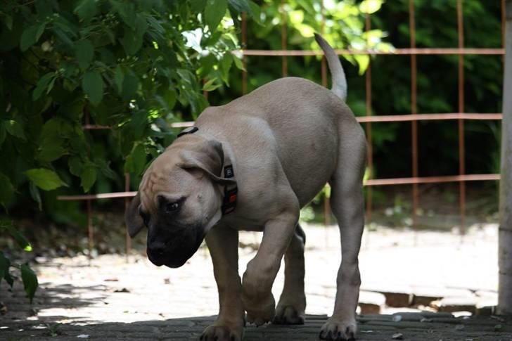 Bullmastiff Brak's One Smokin' Hot Le - fy for pyffer! og man skal gå foran rocco når man gør det! billede 12