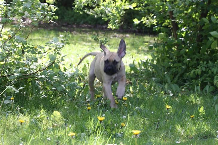 Bullmastiff Brak's One Smokin' Hot Le - hvis jeg løber stærkt nok, sir de jeg måske kan flyve....... billede 13