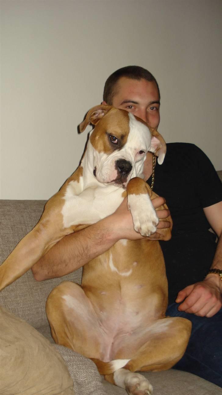 Amerikansk bulldog Amazing Bulldog Rosa - Her er hun: Danmarks største skødehund ! billede 6