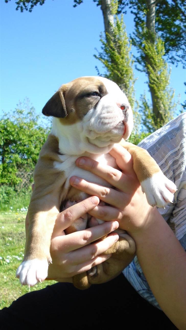 Amerikansk bulldog Amazing Bulldog Rosa - Og nej..jeg er ikke løbet ind i en mur, men det kunne godt se sådan ud...Jeg er blot 100% bully. billede 7