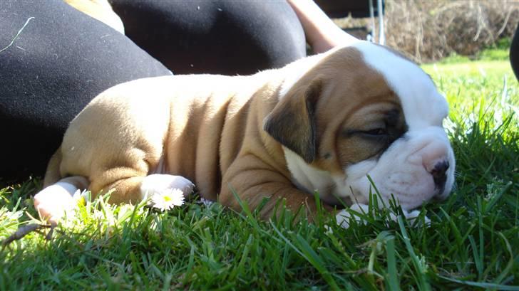 Amerikansk bulldog Amazing Bulldog Rosa - DM i deller...  billede 8