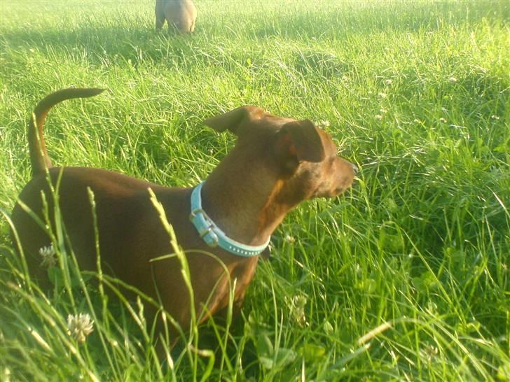 Dvaergpinscher Fifi Jørgensen billede 2