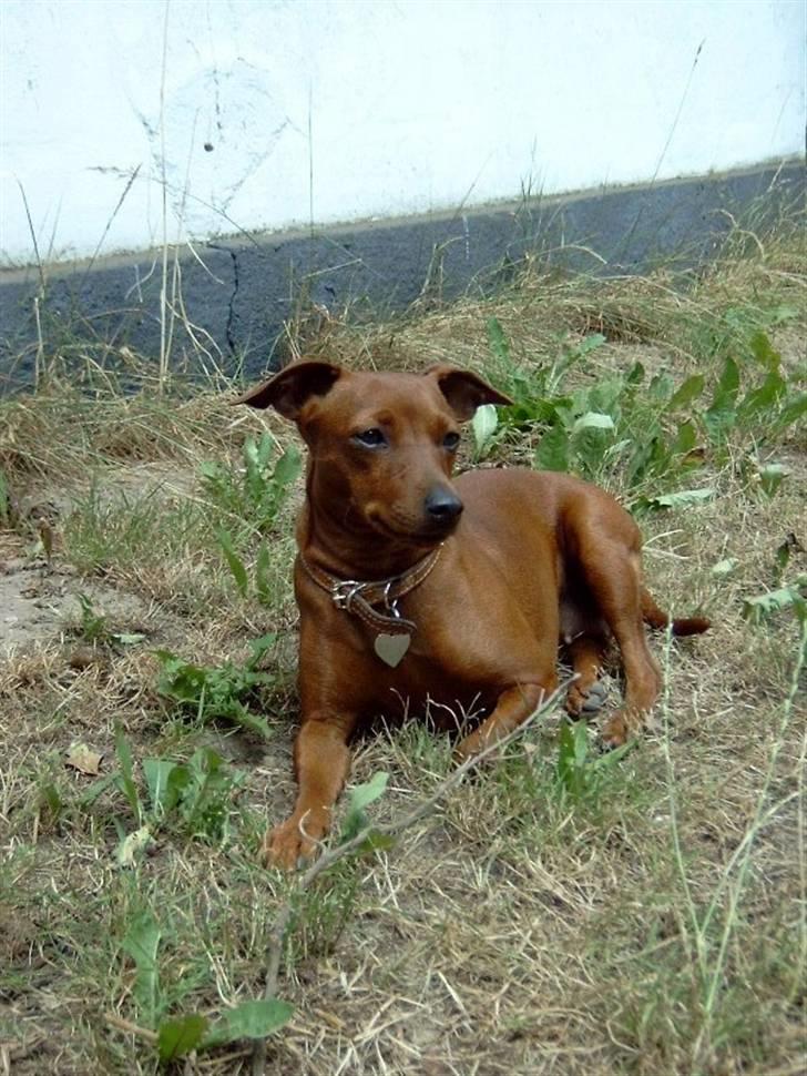 Dvaergpinscher Fifi Jørgensen billede 3