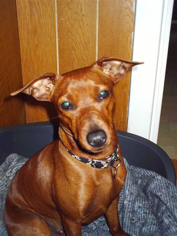 Dvaergpinscher Fifi Jørgensen billede 4