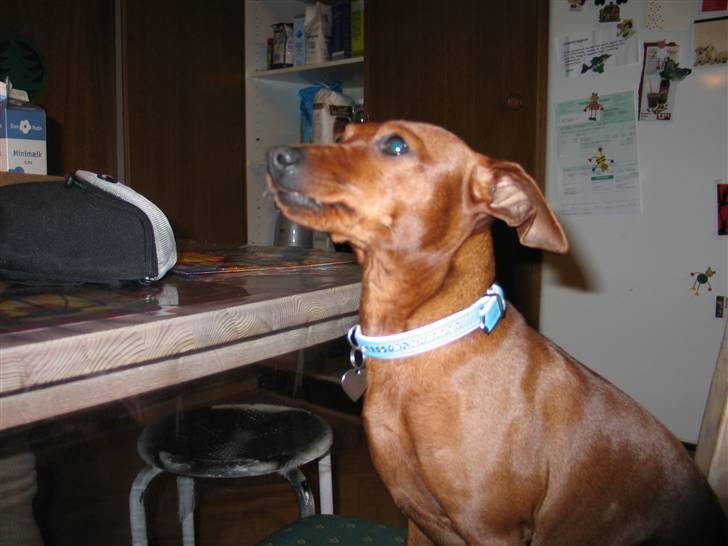 Dvaergpinscher Fifi Jørgensen billede 5