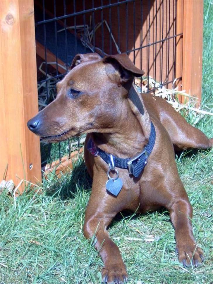 Dvaergpinscher Fifi Jørgensen billede 6