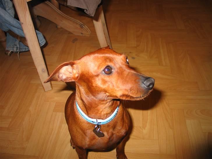 Dvaergpinscher Fifi Jørgensen billede 7