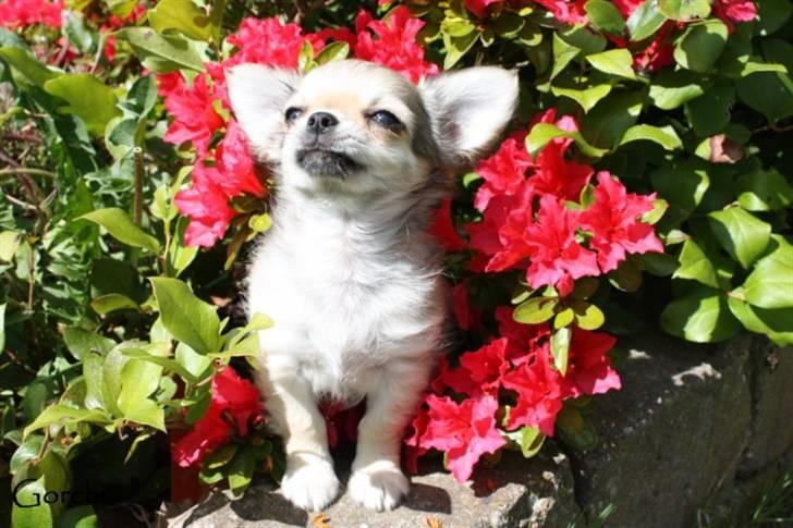 Chihuahua *Elliot <3* billede 1