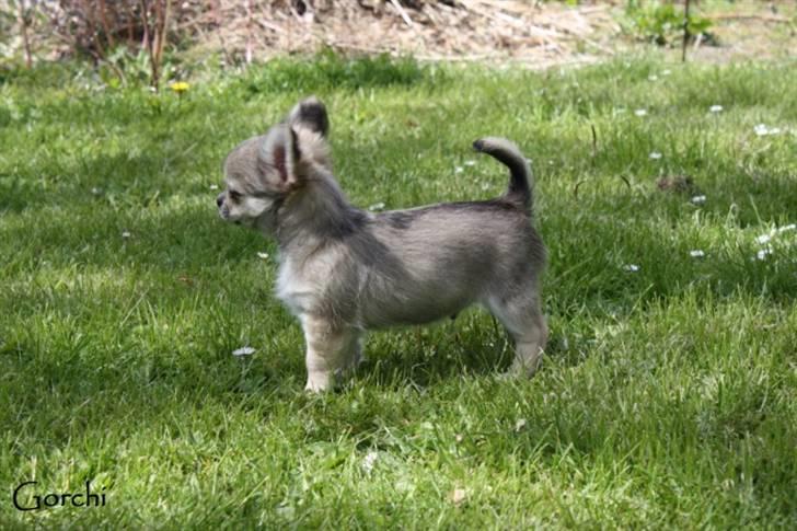 Chihuahua *Elliot <3* - Så kom bassen hjem =o) Billedet er taget idag d. 11.05.09 billede 2