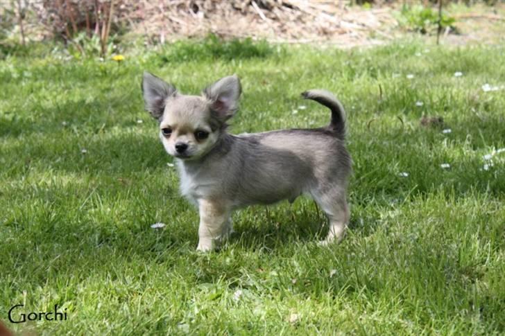 Chihuahua *Elliot <3* billede 3