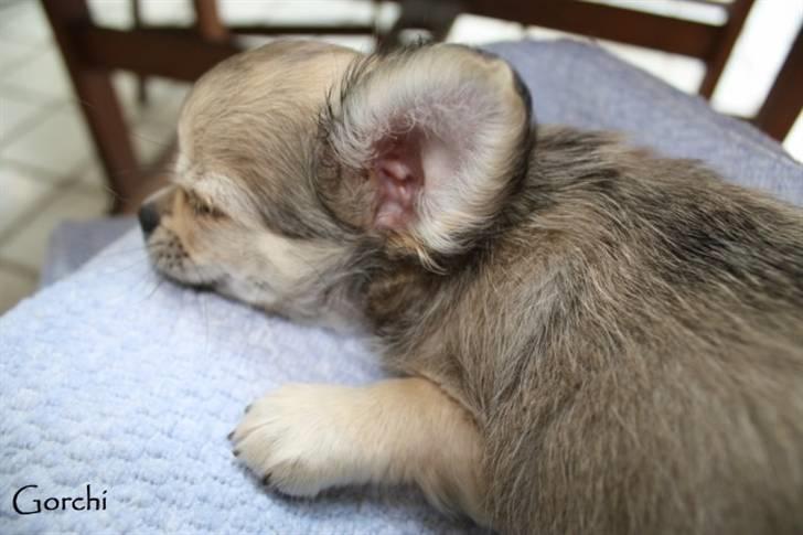 Chihuahua *Elliot <3* - Så tager man sig en lille lur i skødet på mor. billede 4