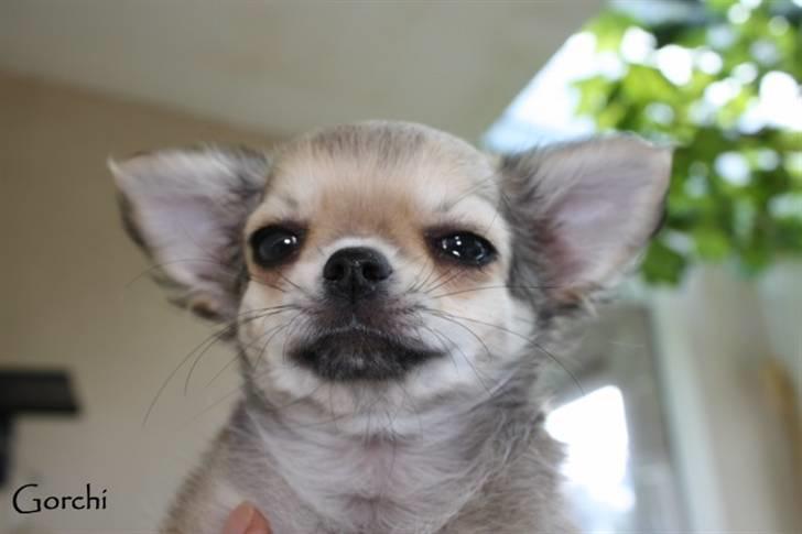 Chihuahua *Elliot <3* - Bare så træt, efter den lange tur hjem igår =o) billede 5