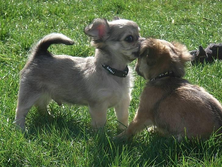 Chihuahua *Elliot <3* - Elliot og bror Guincho billede 6