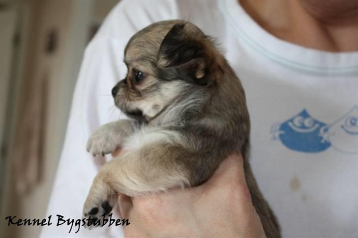 Chihuahua *Elliot <3* - 5 uger billede 7