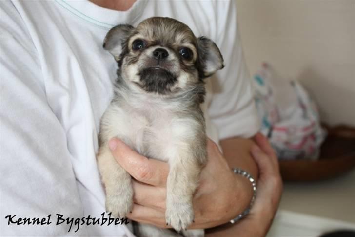 Chihuahua *Elliot <3* billede 8