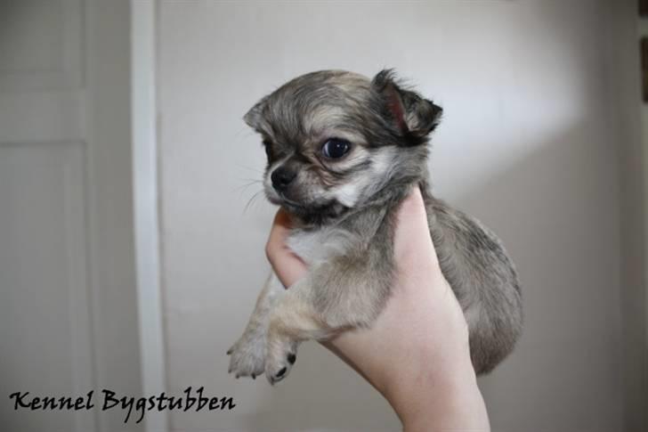 Chihuahua *Elliot <3* billede 9