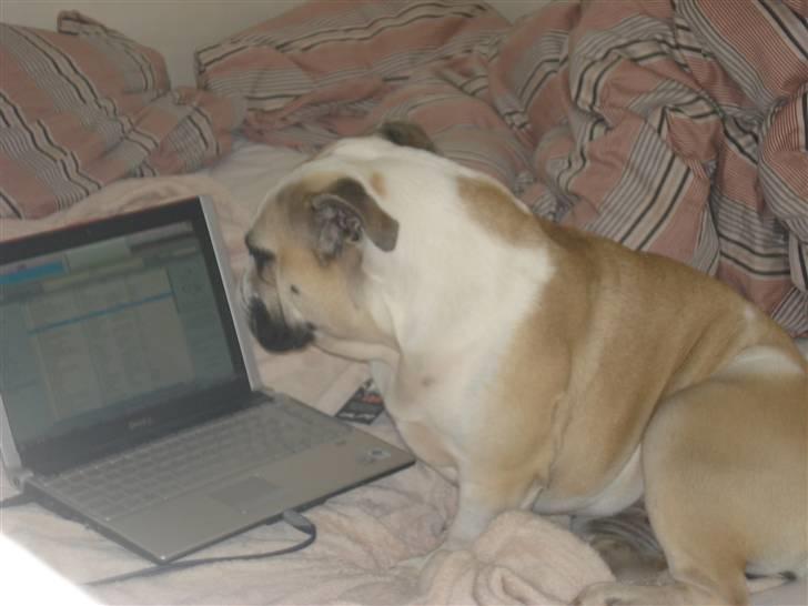 Engelsk bulldog Fiona RIP  billede 9