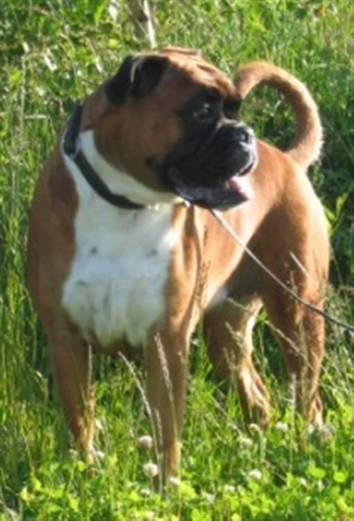 Boxer Roberta *Himmelprinsesse* billede 1