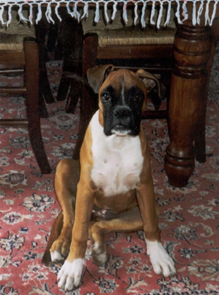 Boxer Roberta *Himmelprinsesse* billede 2