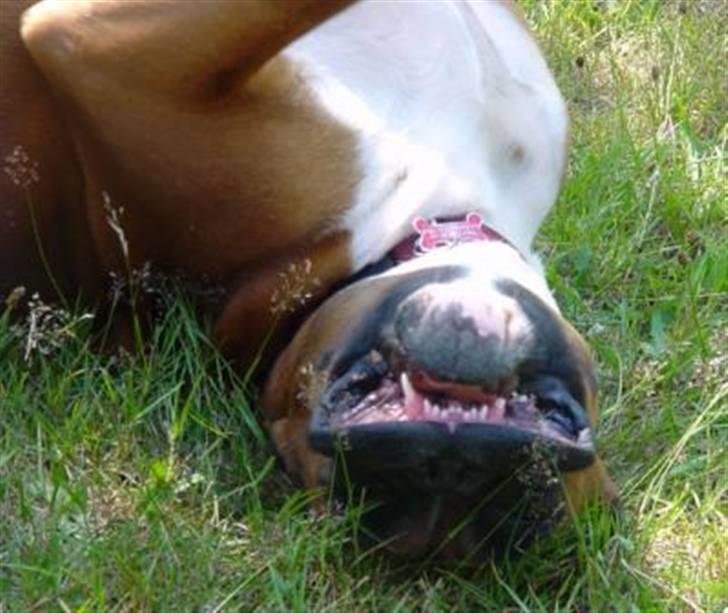 Boxer Roberta *Himmelprinsesse* billede 3