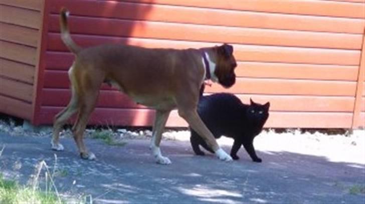 Boxer Roberta *Himmelprinsesse* billede 4