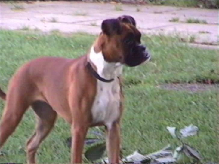 Boxer Roberta *Himmelprinsesse* billede 5