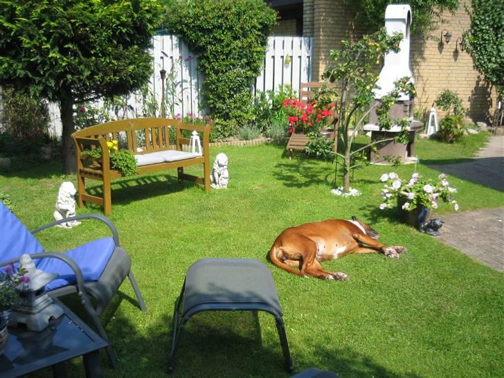 Boxer Roberta *Himmelprinsesse* billede 7