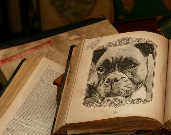 Boxer Roberta *Himmelprinsesse* - Den bedste bog i verden. billede 8