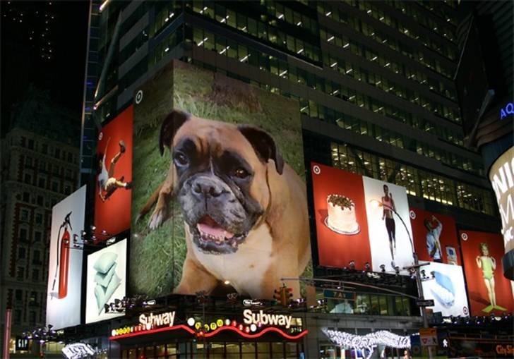 Boxer Roberta *Himmelprinsesse* billede 9