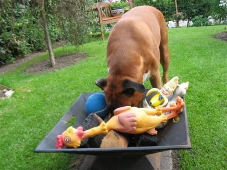 Boxer Roberta *Himmelprinsesse* - Stegt kylling med banan :-) billede 10