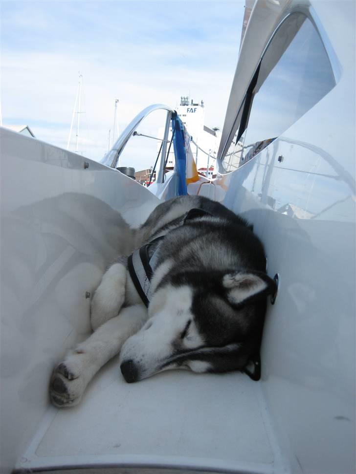Siberian husky Zico Født i Juelsminde - Det har virkelig været en varm sommer, dette er det bedste og køligste sted på båden. billede 10