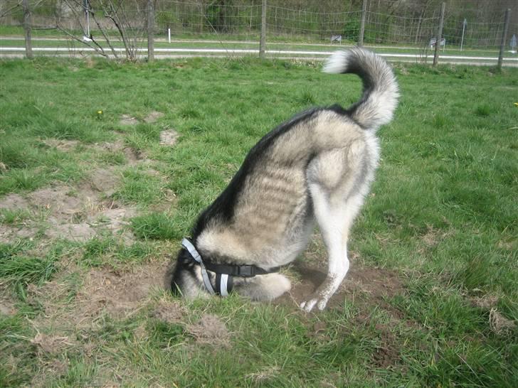 Siberian husky Zico Født i Juelsminde - Weeeee en muuusssss. Jeg skal tage dig skal jeg. Billedet er taget i kravlegården i Værløse. billede 11