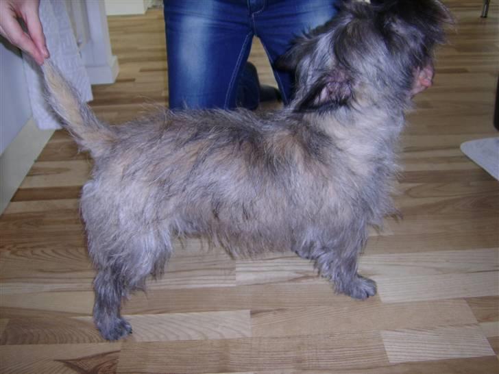 Cairn terrier .•:*¨¨*:•.Olli.•:*¨¨*:• billede 6