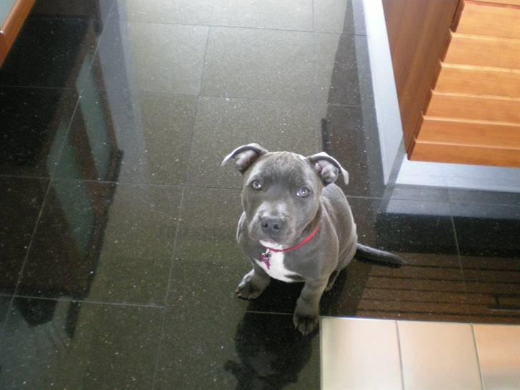 Staffordshire bull terrier Nala billede 8