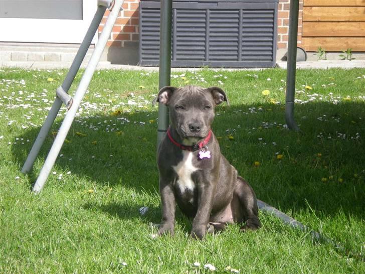 Staffordshire bull terrier Nala billede 9