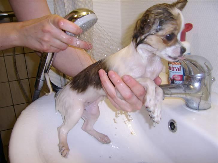 Chihuahua .•:*¨¨*:•.Mille.•:*¨¨*:• billede 13