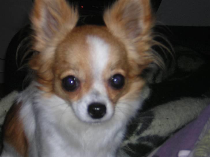 Chihuahua .•:*¨¨*:•.Mille.•:*¨¨*:• billede 14