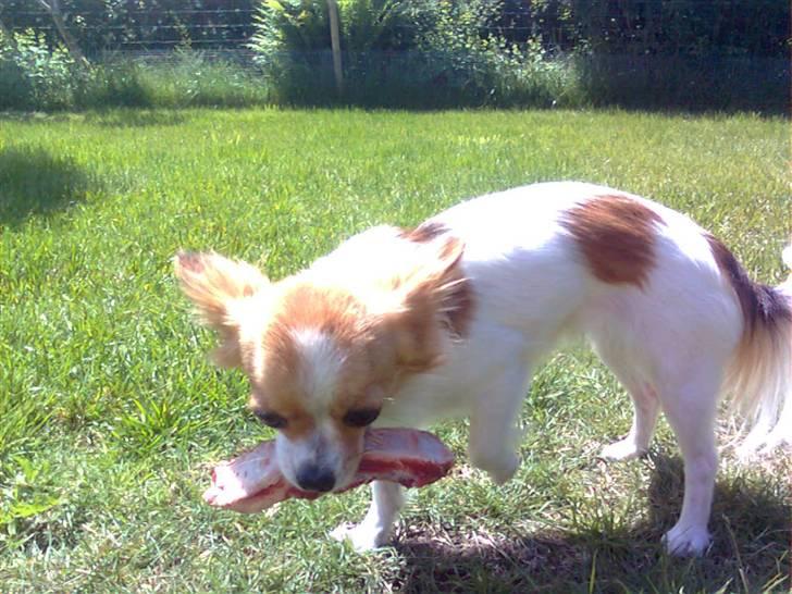 Chihuahua .•:*¨¨*:•.Mille.•:*¨¨*:• billede 15